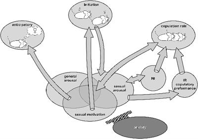 The Sexual Motivation of Male Rats as a Tool in Animal Models of Human Health Disorders